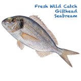 Fresh Wild Catch Gilthead Seabream