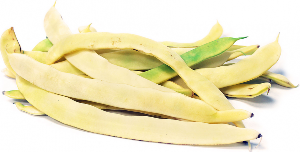 Yellow Coral Beans
