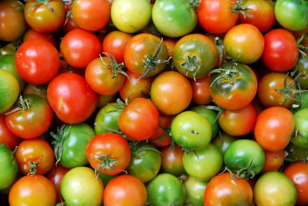 Camone tomatoes