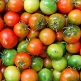 Camone tomatoes