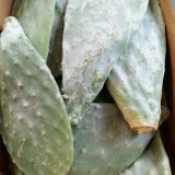 Prickly Pear Cactus Leaves
