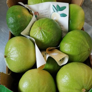 Bergamot