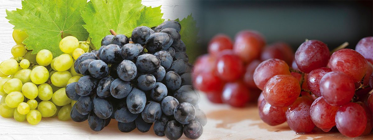 Italian Grape Festival