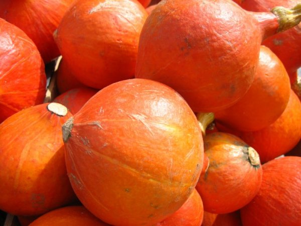 Organic Hokkaido Pumpkin