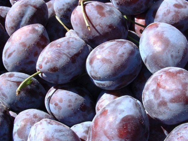 Susine Black Santa Clara (Santa Clara Plum)