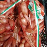 Cannara Shallots Onions