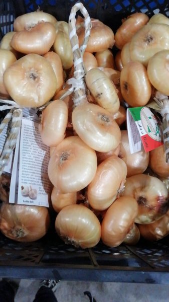 Cannara Flat Golden Onions