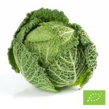 Organic Savoy Cabbage