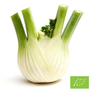 Organic Fennel Bulb