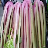 Piedmont Red Celery