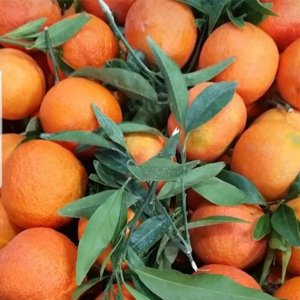 Clementine Amalfi Coast First Harvest