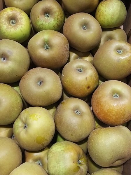 Renette Apple