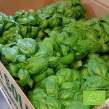 Liguria Fresh Organic Basil Bundle