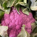 Purple Cauliflower