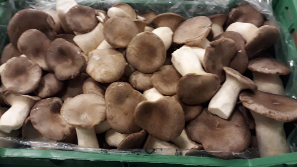 Cardoncelli Mushroom