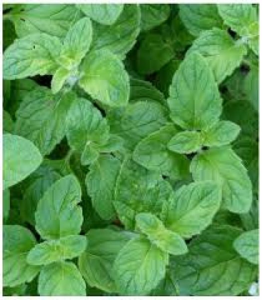 Fresh Mint