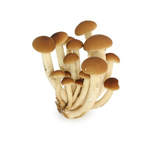 Pioppini Mushrooms