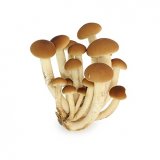 Pioppini Mushrooms