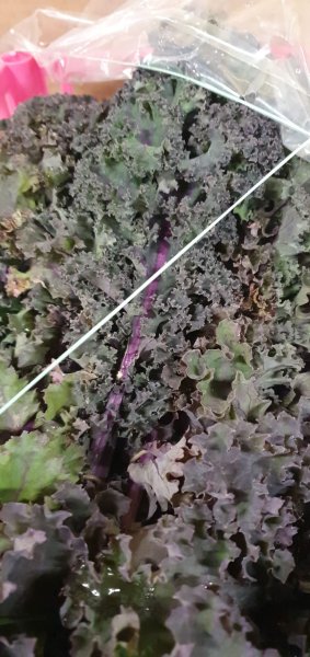 Purple Curly Kale