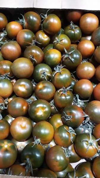 Black Camone Tomatoes