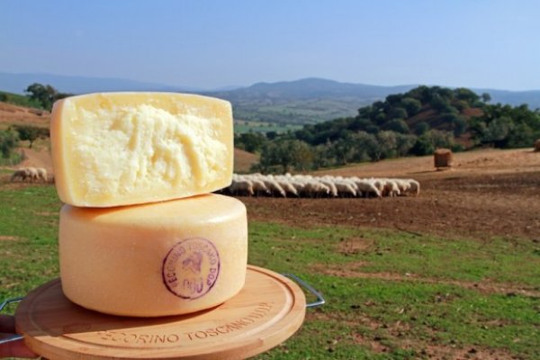 Pecorino Toscano DOP Vertical Tasting