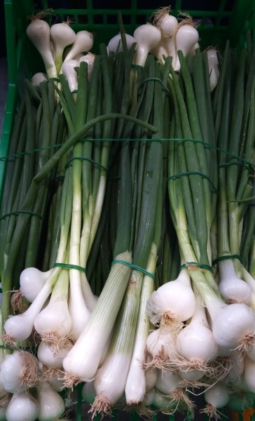 Fresh Spring White Onion