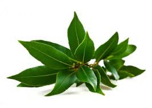 Bay leaves with branches