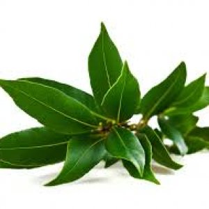 Bay leaves with branches