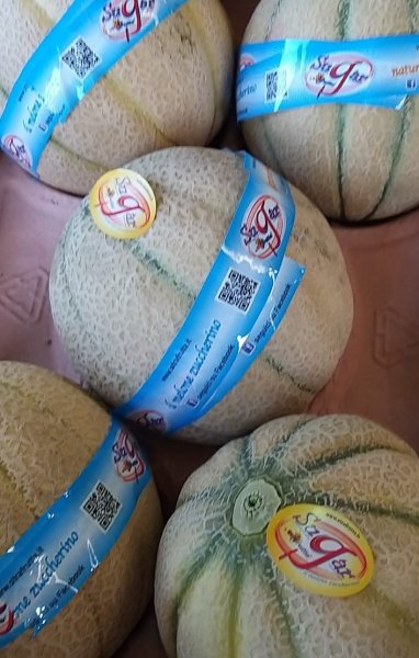 Netted sicilian sugar melon