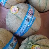 Netted sicilian sugar melon