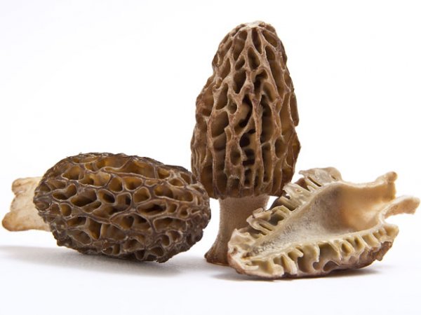 Morel mushrooms