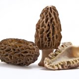 Morel mushrooms