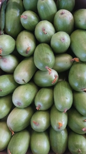 White carosello cucumbers