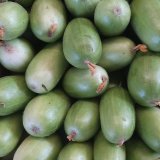 White carosello cucumbers