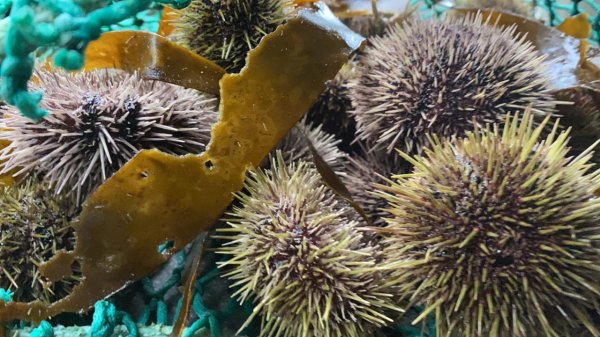 Live Sea Urchin