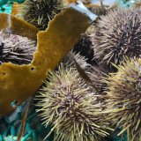 Live Sea Urchin