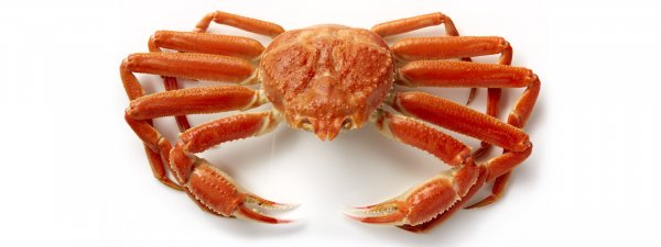Live Snow Crab