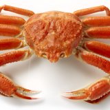 Live Snow Crab