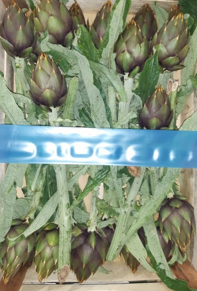 Albenga Spine Artichokes