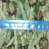 Albenga Spine Artichokes