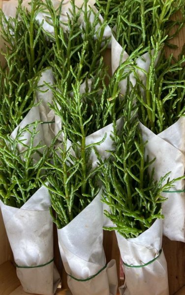 Sea Asparagus - Asparagina Salicornia