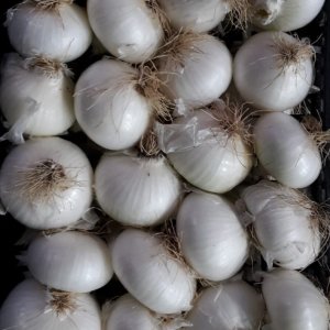 White Onion IGP