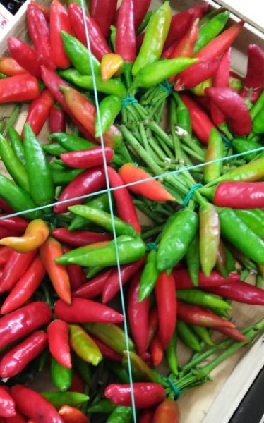 Fresh Calabrian Chili