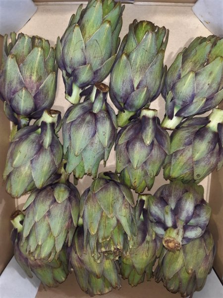 Violet Artichokes