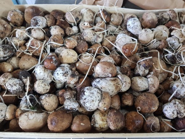Fresh Porcini Mushroom - special selection