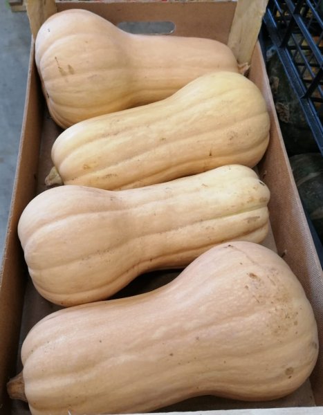 Butternut Pumpkin