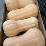 Butternut Pumpkin