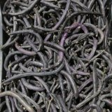 Violet Fagiolini Beans