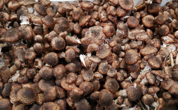 Chiodini Mushrooms