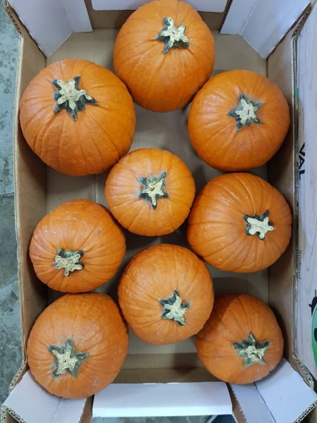 Italian Pumpkin